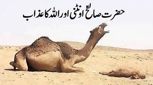 These stories sometimes are easy to follow, sometimes they are in allegoric form and we have to make some efforts to get to the point. Hazrat Saleh As Aountni Camel Aur Allah Ka Azab Youtube