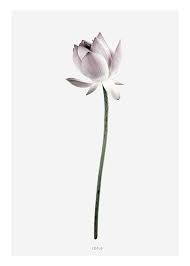 Maybe you would like to learn more about one of these? Botanical Poster With Photograph Of Lotus Flower Print Desenio Co Uk