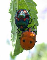 Harlequin beetle , acrocinus longimanus (cerambycidae). Cotton Harlequin Bug The Australian Museum