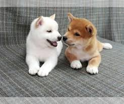 Black And Tan Teacup Shiba Inu Puppy Breeder Profile Details Subs 37178 Perfect Puppy Shiba Inu Puppy Dog Breeder Japanese Dogs