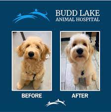 Pet Grooming Near Me 07840 - Budd Lake Animal Hospital