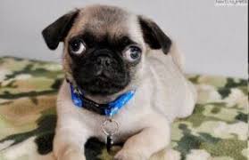 Look at pictures of pug puppies in houston who need a home. Prnmkjsnfznhrm