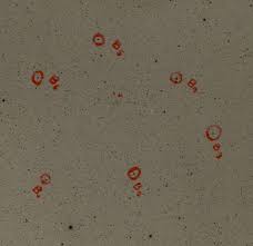 1949n1_19490702_bappu