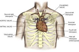 I have this feeling like there is something under my right rib cage as if something is stuck underneath or enlarged. The Cardiovascular System Clinical Gate