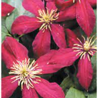 Spring flowering species and their cultivars need little or no pruning. Clematis Pruning Groups