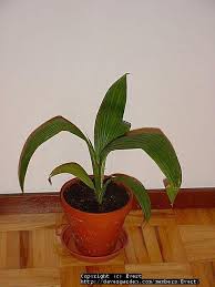 Image result for Molineria