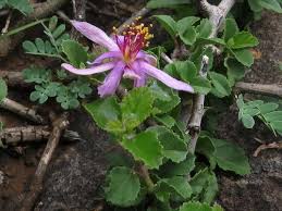 Image result for Grewia