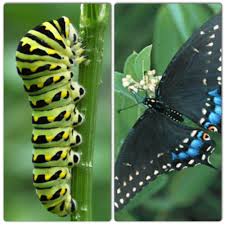 Black And Yellow Striped Caterpillar Butterfly Eastern Black Swallowtail Butterflies From Caterpillars Found In My Parsley We Brought The C Beautiful Butterflies Swallowtail Butterfly Butterfly Life Cycle