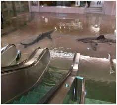 Stream nice, a playlist by hoaxshark from desktop or your mobile device. Shark Tank Collapse This Image Is The Result Of Digital Manipulation And It Does Not Depict The Result Of A Shark Tank Collapse In K Shark Shark Tank Photo