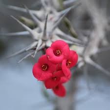 Resultado de imagen para corona de cristo