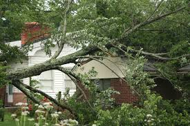 http://tmackneyandsonstreeservices.com.au/tree-removal-castle-hill/