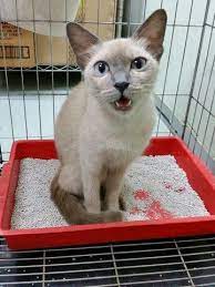 Pin On Adopt A Pet