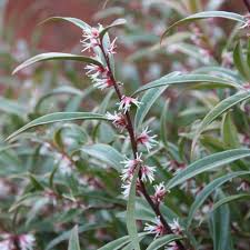 Image result for Vahlia digyna