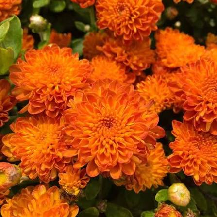 Hardy Garden Mum - Autumn Spice Igloo