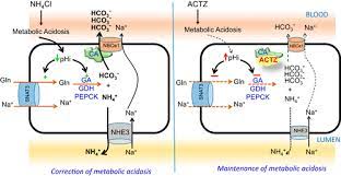 Acetazolamide Causes Renal Hco3 Wasting But Inhibits Ammoniagenesis And Prevents The Correction Of Metabolic Acidosis By The Kidney American Journal Of Physiology Renal Physiology