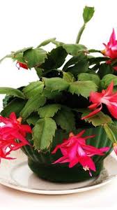 Christmas cactus (schlumbergera spp.) is a flowering succulent that. Caring For Christmas Cactus