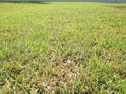 Zoysia grass needs to be in the full sun in order to have the best chance of healthy growth. Zoysia Thatch