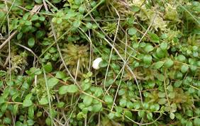 Individuals have noticed benefits (and pitfalls) if. Creeping Snowberry