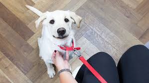 The cost to neuter a dog depends upon dog's sexuality, weight, and chosen vet. Puppy Neutering Your Questions Answered Purina