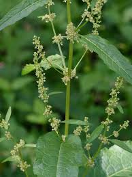 Image result for Rumex crispus