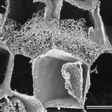 Image result for Angraecum conchiferum