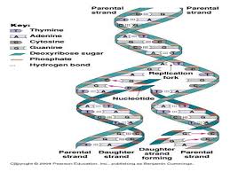 Regardless of what your business planning objectives, cash flow is still the most crucial resource in the company. Dna Structure And Replication Vorte
