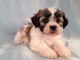 She is female and ready to go now. Shih Tzu Bichon Puppies For Sale Shih Tzu Bichon Breeder In Iowa