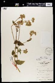 Image result for Ageratinastrum