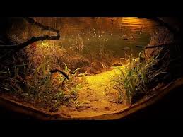 Pin On Biotope Aquarium