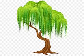 Trauerweide Salix Alba Baum Wand Aufkleber Clipart Willow Png Herunterladen 556 600 Kostenlos Transparent Woody Pflanze Png Herunterladen