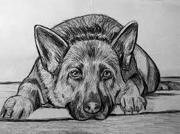 Ritratto Su Commissione Da Foto Matita Su Cartoncino Cani O Gatti Animali 21x 30 Disegni Arte Di Cani Disegnare Animali