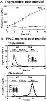Maybe you would like to learn more about one of these? Foxo1 Regulates Multiple Metabolic Pathways In The Liver Effects On Gluconeogenic Glycolytic And Lipogenic Gene Expression Sciencedirect