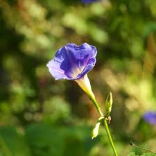 Image result for Ipomoea parasitica