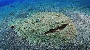 The tasselled wobbegong (eucrossorhinus dasypogon) is a species of carpet shark in the family orectolobidae and the only member of its genus. Say Hello To The Tasselled Wobbegong Shark Yes That Is Its Real Name Youtube