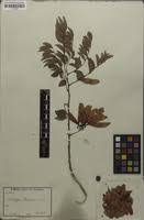 Image result for Dalbergia boehmii