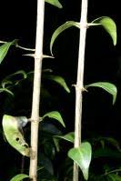 Image result for Canthium oligocarpum