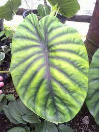 Alocasia Clypeolata Foliage Plants Indoor Bonsai Tree Unusual Plants