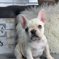 The frenchie pretty much adapts to any living situation that includes love and attention. Precious French Bulldog Puppies Available All States For Sale Miami Pets Dogs