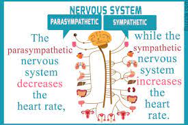 The Sympathetic And Parasympathetic Systems Are A Part Of The Peripheral Nervous System Her Nervous System Nervous System Parts Parasympathetic Nervous System