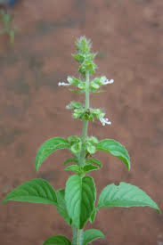 Image result for Ocimum americanum