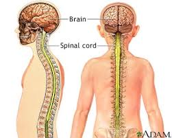 Your spinal cord can be divided into four sections shown in green, blue, pink and. Nervous System Biology4isc