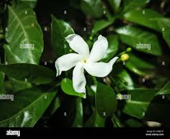 Image result for Tabernaemontana eglandulosa