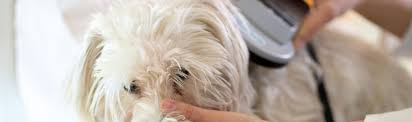 The chip is embedded directly under your dog's skin between the shoulder blades using a needle. Microchipping Your Dog Pet Process Cost Centennial Animal Hospital