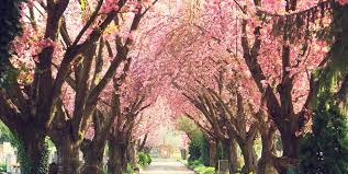 Dig a hole that's as deep as the root ball and twice as wide. Cherry Blossom Facts 9 Things To Know About Cherry Blossom Trees