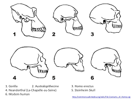 Ib Biology Option D 3 Human Evolution