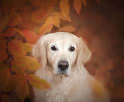 1366x768 Golden Retriever Dog 1366x768 Resolution Wallpaper Hd Animals 4k Wallpapers Images Photos And Background Wallpapers Den Dogs Golden Retriever Golden Retriever Dog Wallpaper