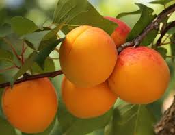 Image result for Prunus armeniaca