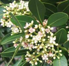 Image result for Ekebergia