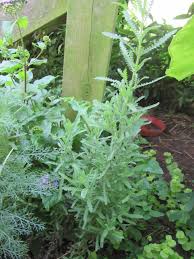 Image result for Lavandula dentata