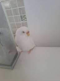 Edmonton,Bentley Park,Mt Sheridan Lost Found Pets.